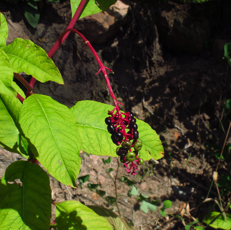 Изображение особи Phytolacca americana.