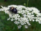 Pimpinella saxifraga. Соцветие с кормящимся жуком-восковиком (Trichius fasciatus). Свердловская обл., г. Екатеринбург, окр. пос. Шабровский, берёзовый лес. 20.08.2018.