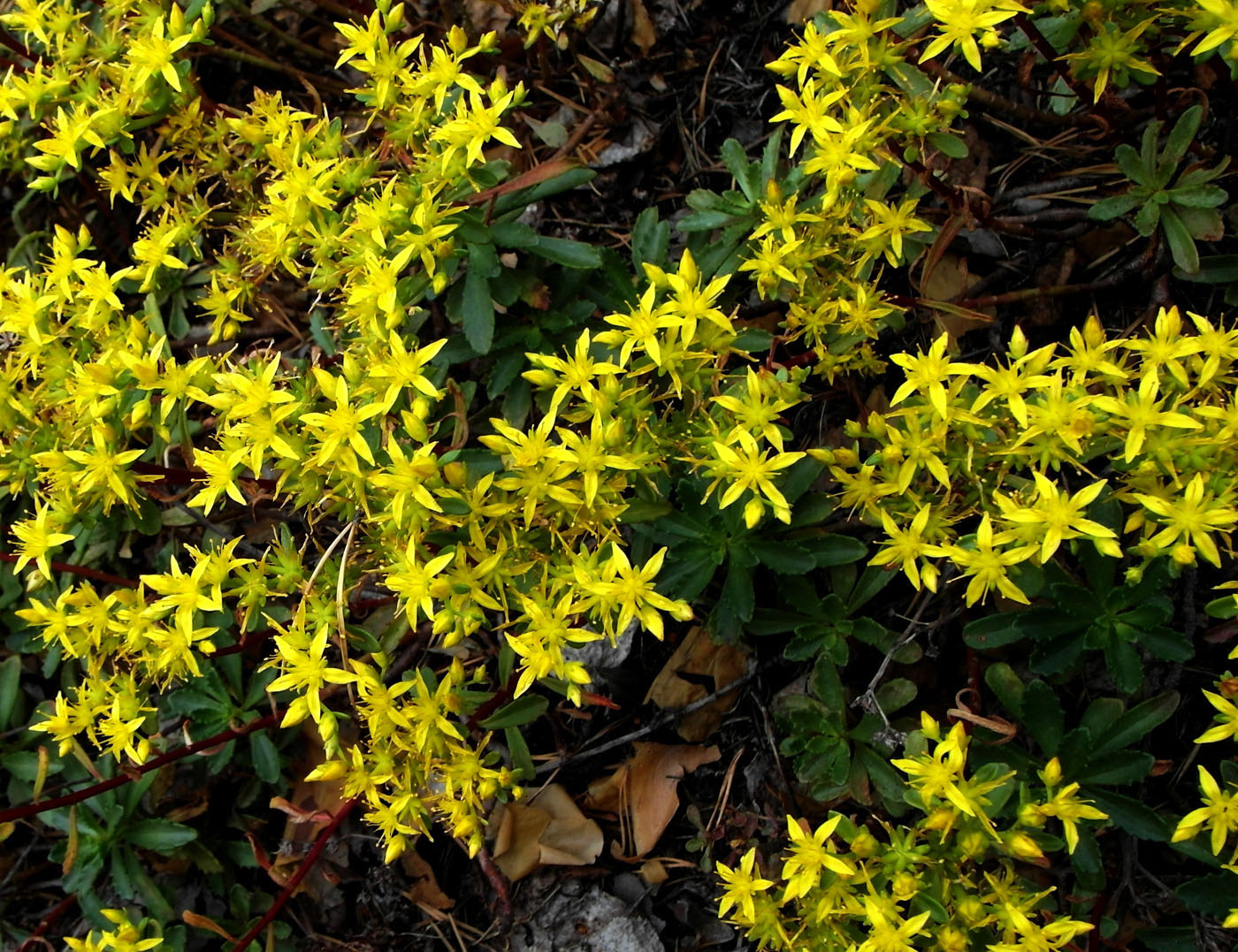 Image of Aizopsis hybrida specimen.