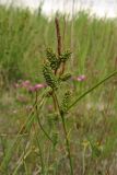 Carex extensa. Верхушка плодоносящего побега. Нидерланды, Северное море, о-в Схирмонниког, засоленный приморский луг. 17 июля 2010 г.