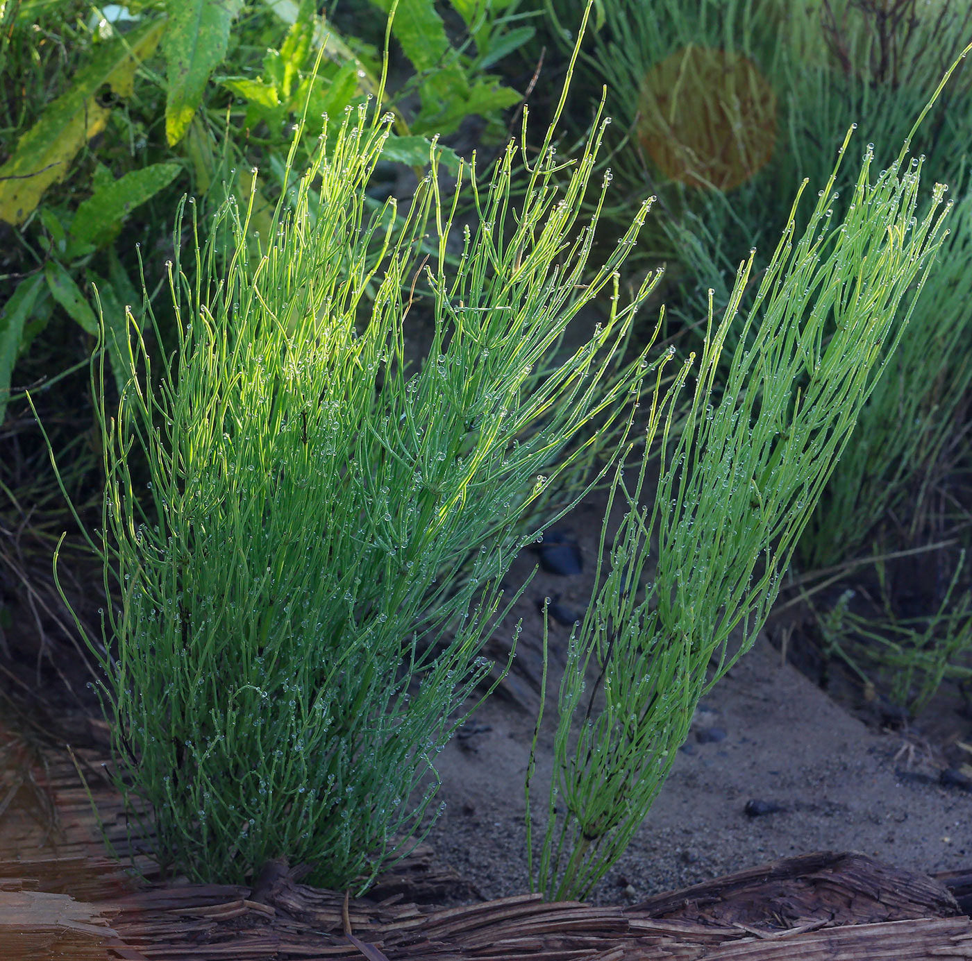 Image of Equisetum arvense specimen.