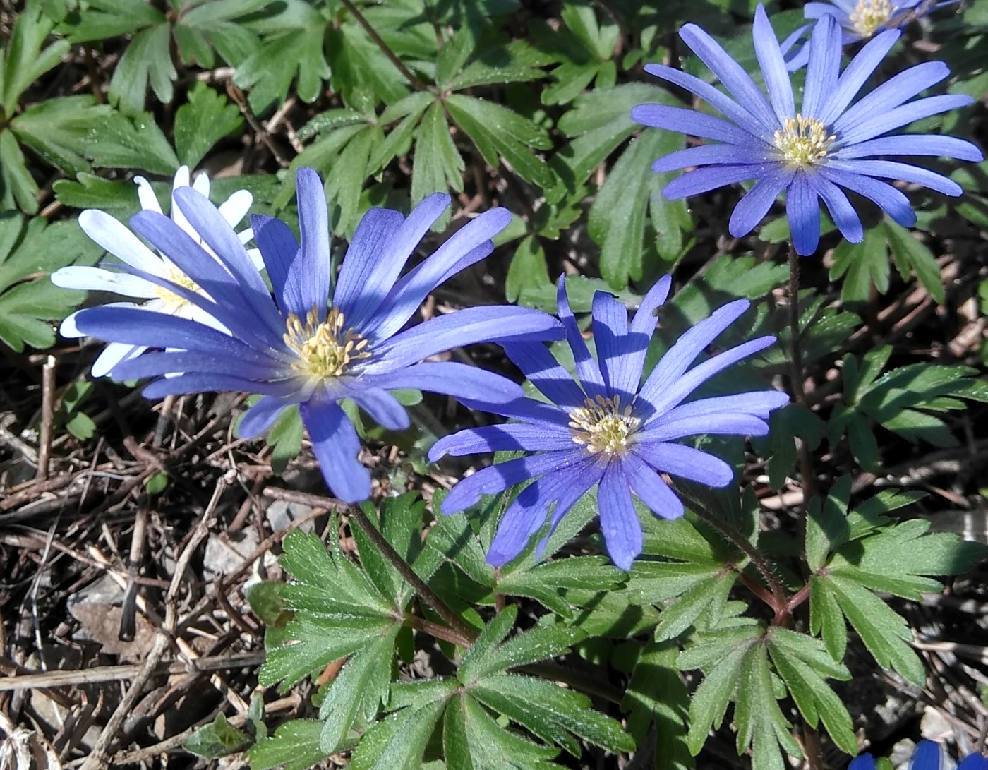 Image of Anemone banketovii specimen.