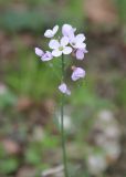 Cardamine tenera