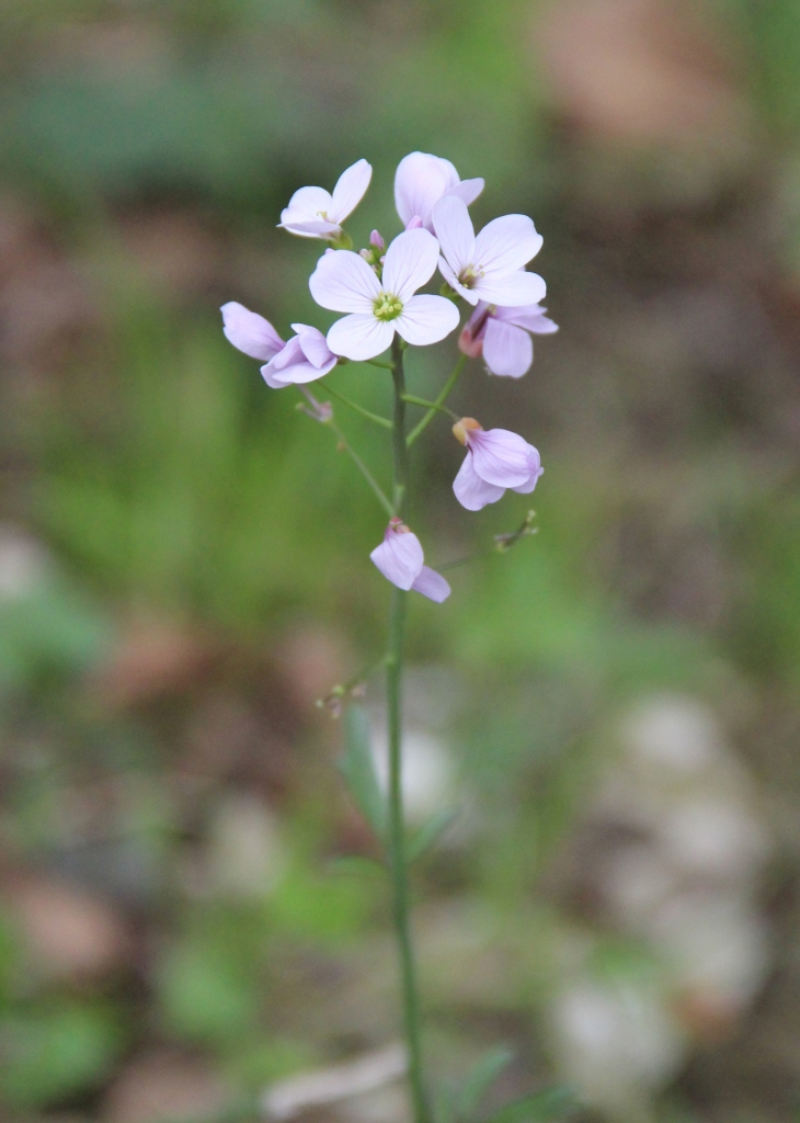 Image of Cardamine tenera specimen.