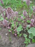 Petasites hybridus