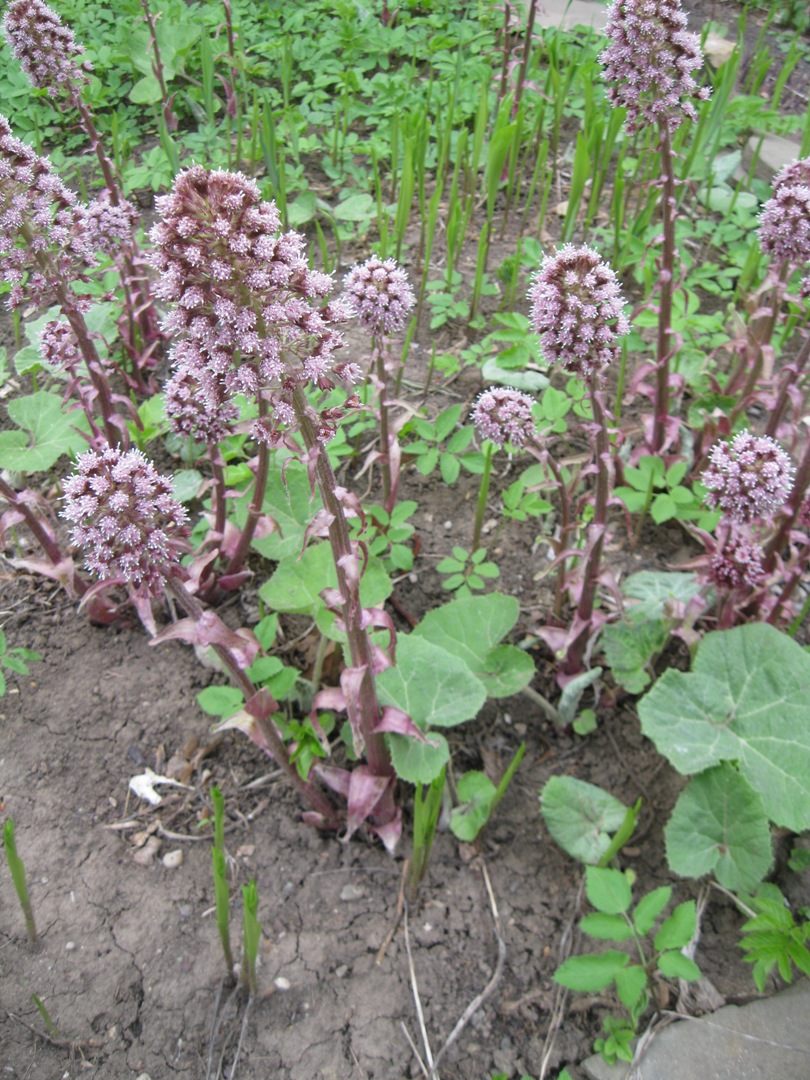 Изображение особи Petasites hybridus.