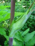 Archangelica officinalis