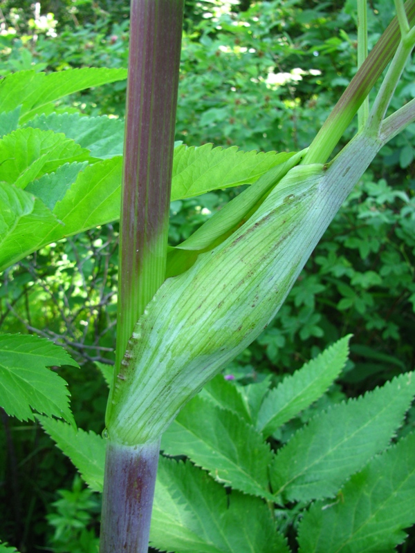 Image of Archangelica officinalis specimen.