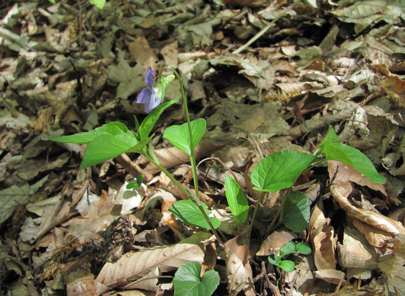 Изображение особи Viola sieheana.