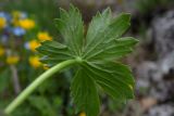 Ranunculus oreophilus