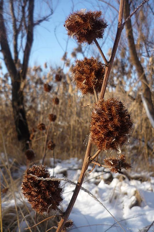 Изображение особи Glycyrrhiza echinata.