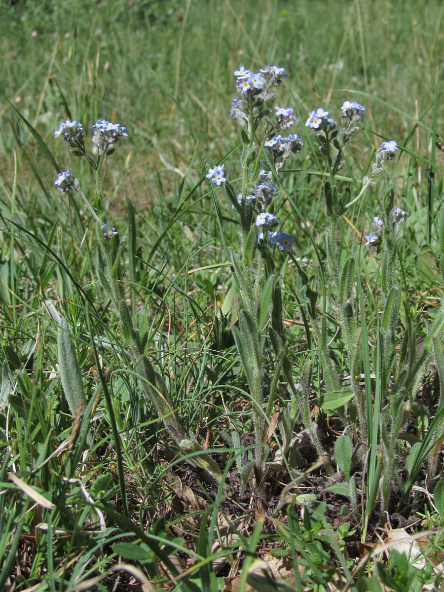 Изображение особи Myosotis popovii.