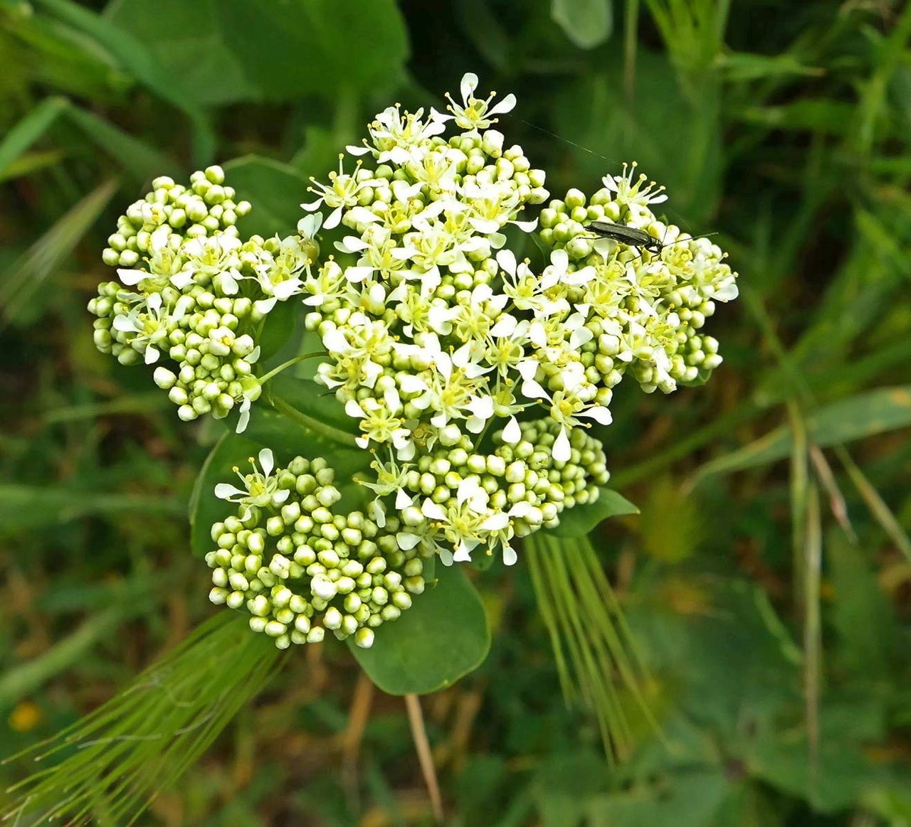 Image of Cardaria draba specimen.