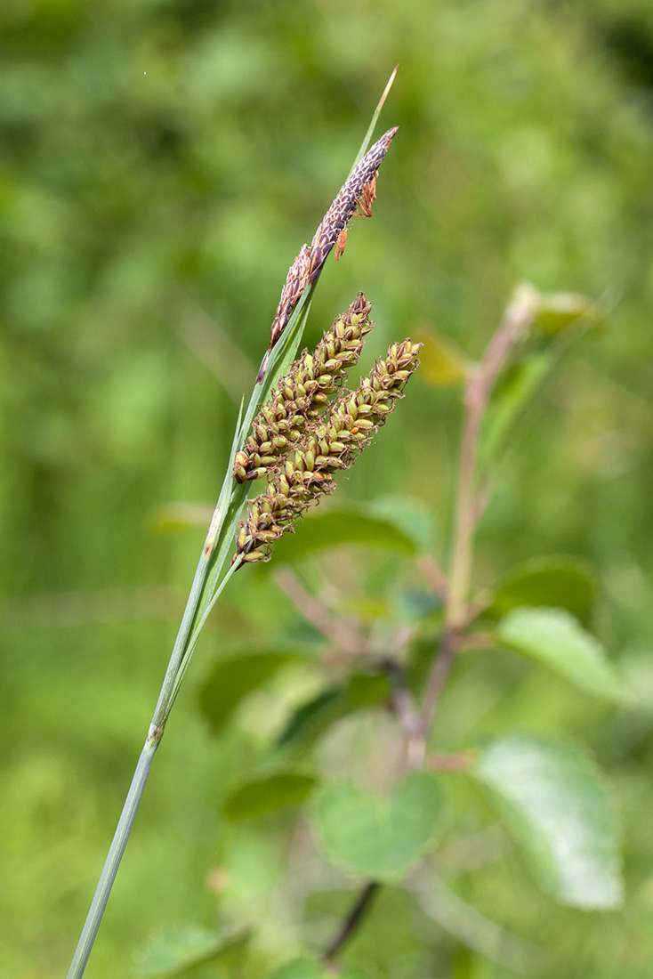 Image of Carex flacca specimen.