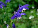 Aquilegia sibirica