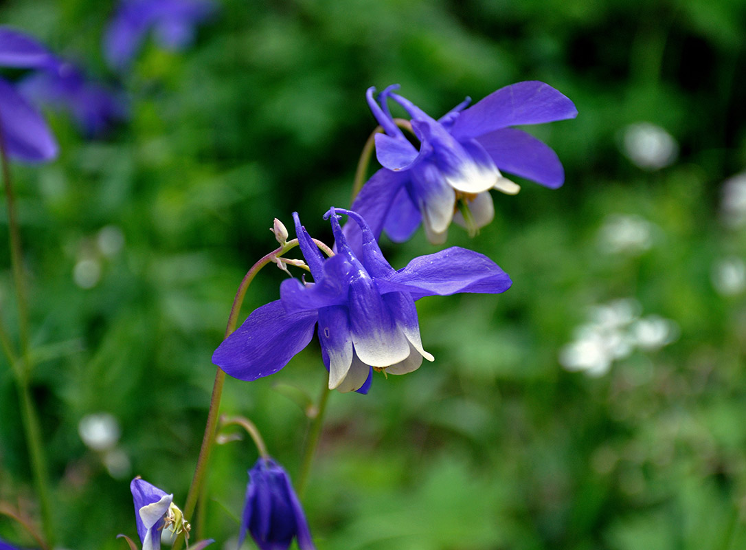 Изображение особи Aquilegia sibirica.