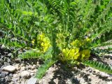 Astragalus schanginianus