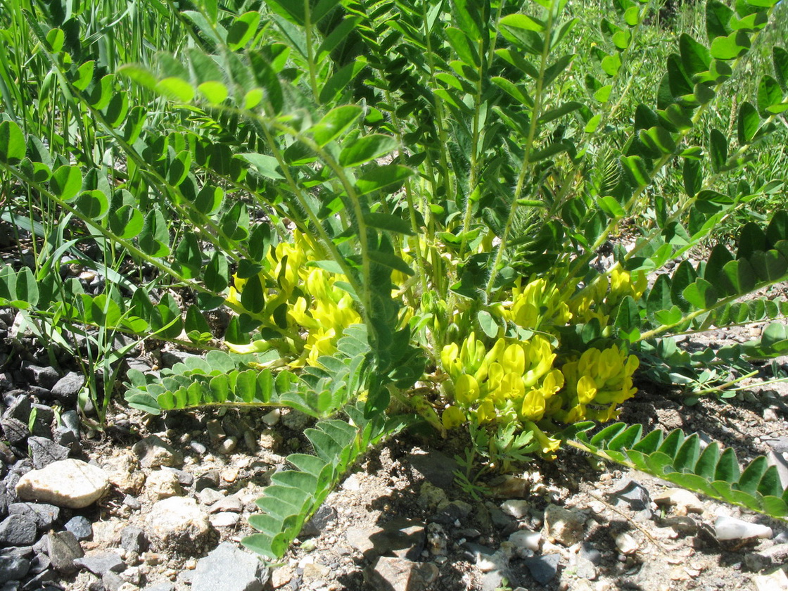 Изображение особи Astragalus schanginianus.