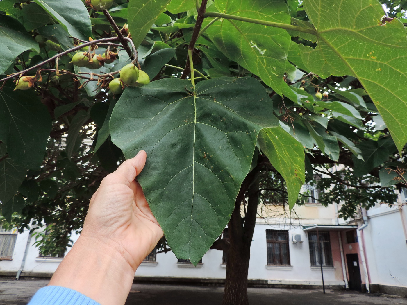 Image of Paulownia tomentosa specimen.