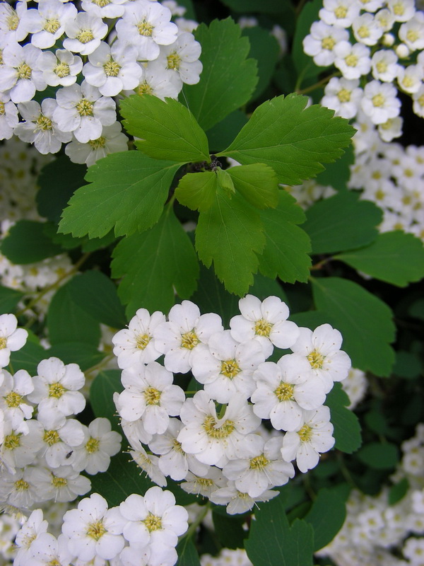 Image of Spiraea &times; vanhouttei specimen.