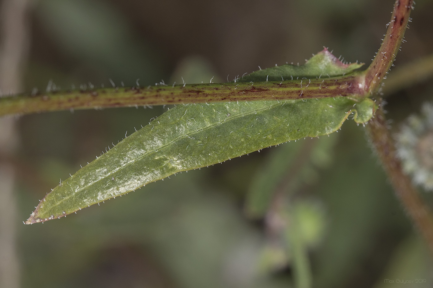 Изображение особи Crepis rhoeadifolia.