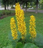 Ligularia sibirica. Соцветия. Тверская обл., г. Тверь, городской сад, клумба краснокнижных растений. 25 июля 2019 г.