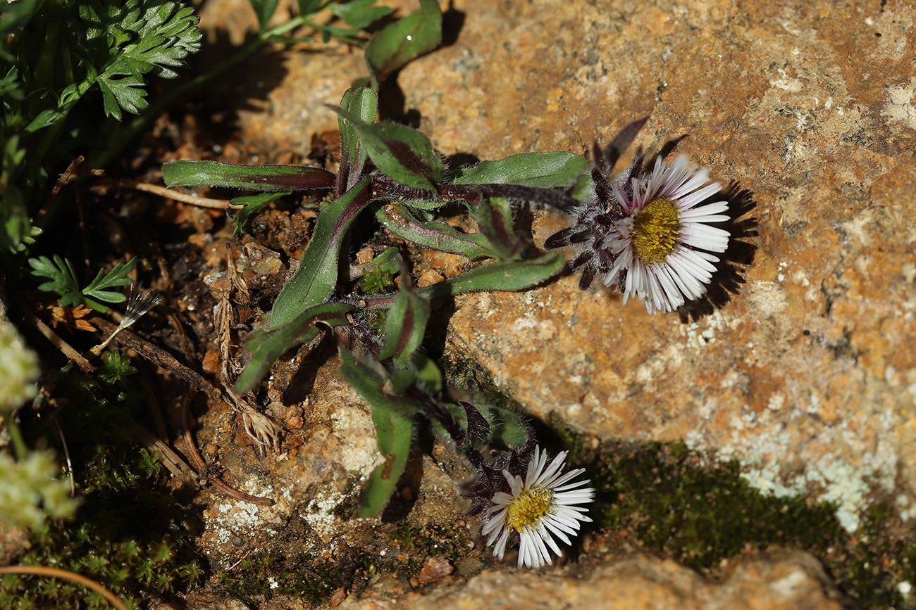 Изображение особи род Erigeron.