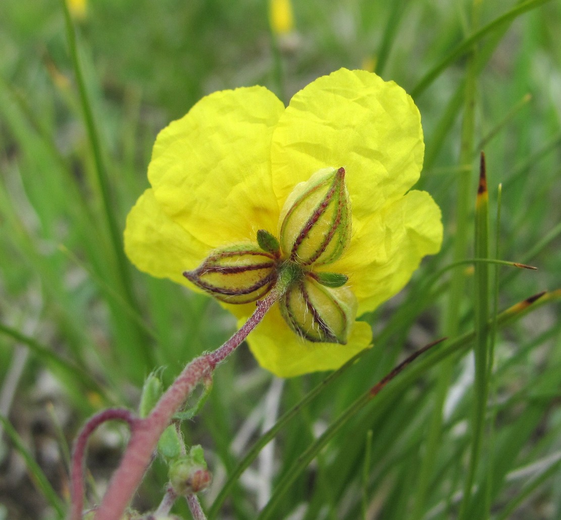 Изображение особи род Helianthemum.