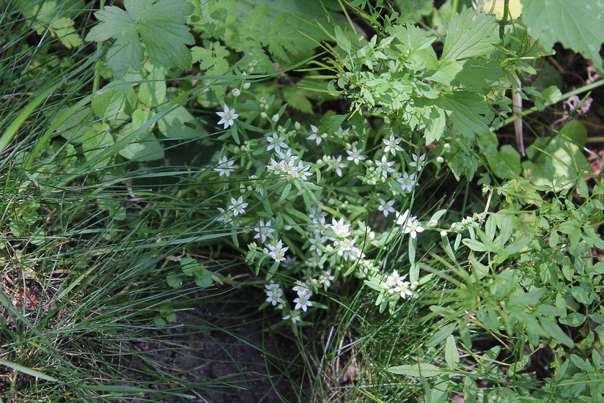 Image of Sedum hispanicum specimen.