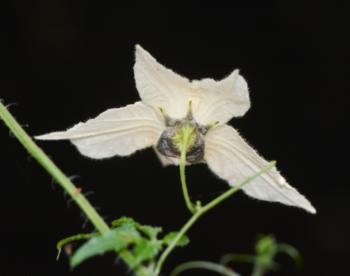 Image of Momordica anigosantha specimen.