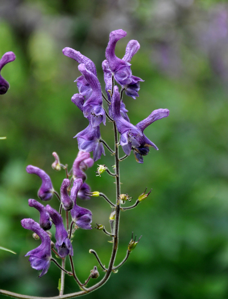 Изображение особи Aconitum septentrionale.