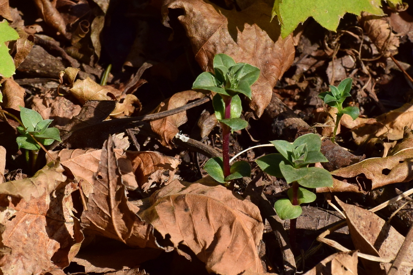 Image of Gentiana zollingeri specimen.