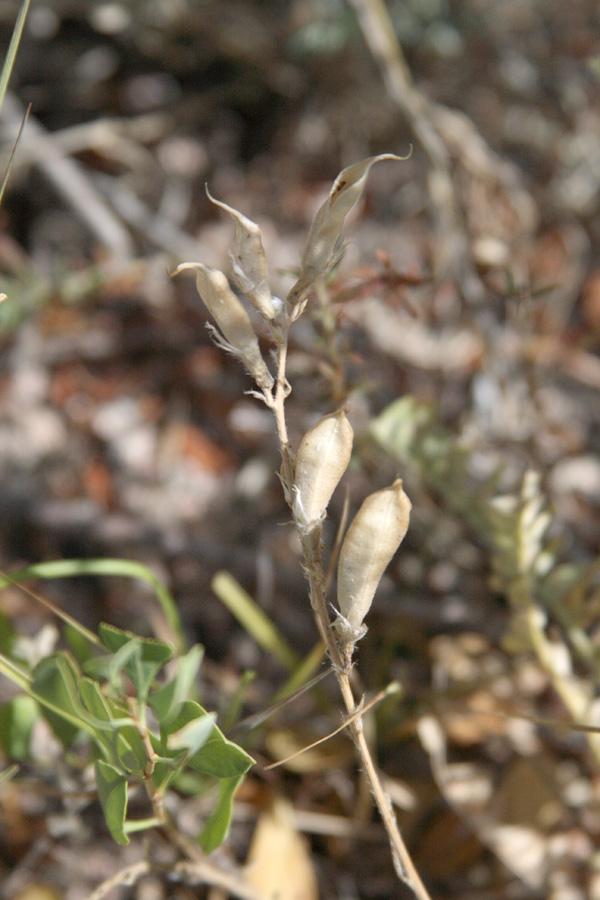 Изображение особи Oxytropis ornata.