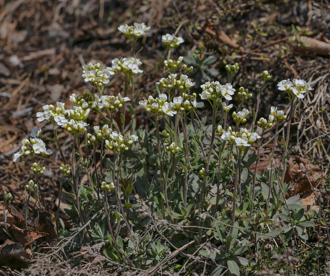 Изображение особи Schivereckia podolica.