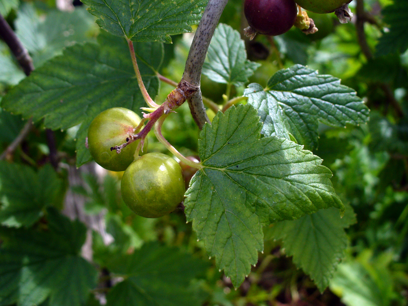 Изображение особи Ribes nigrum.