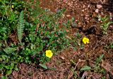 genus Helianthemum