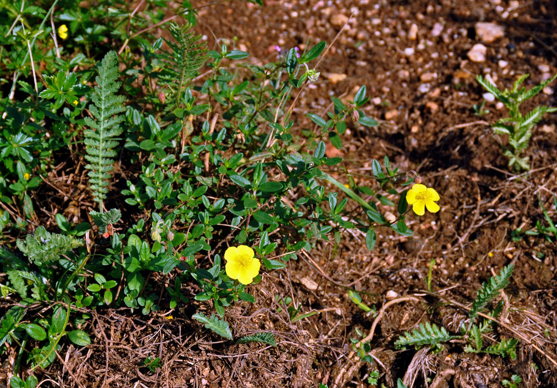 Image of genus Helianthemum specimen.