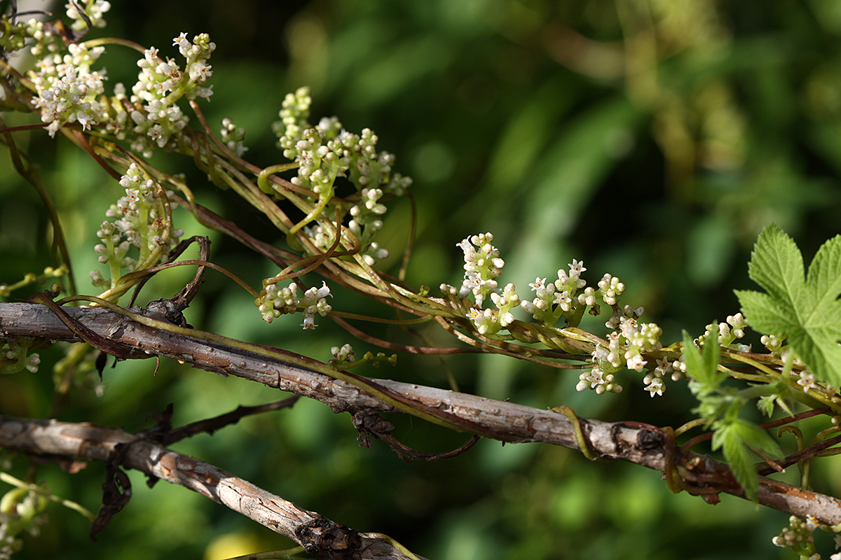 Image of Cuscuta japonica specimen.