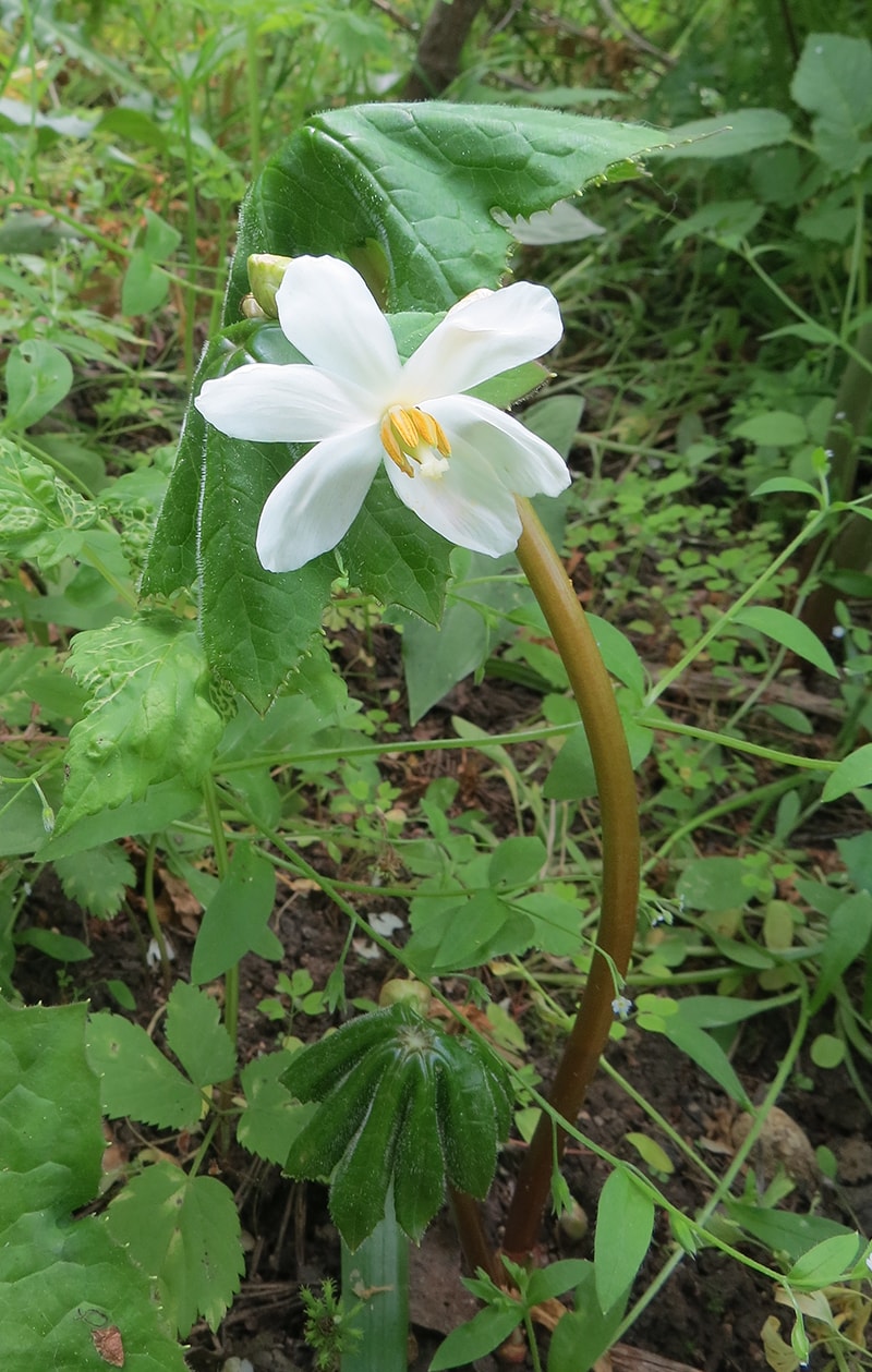 Изображение особи Dysosma tsayuensis.