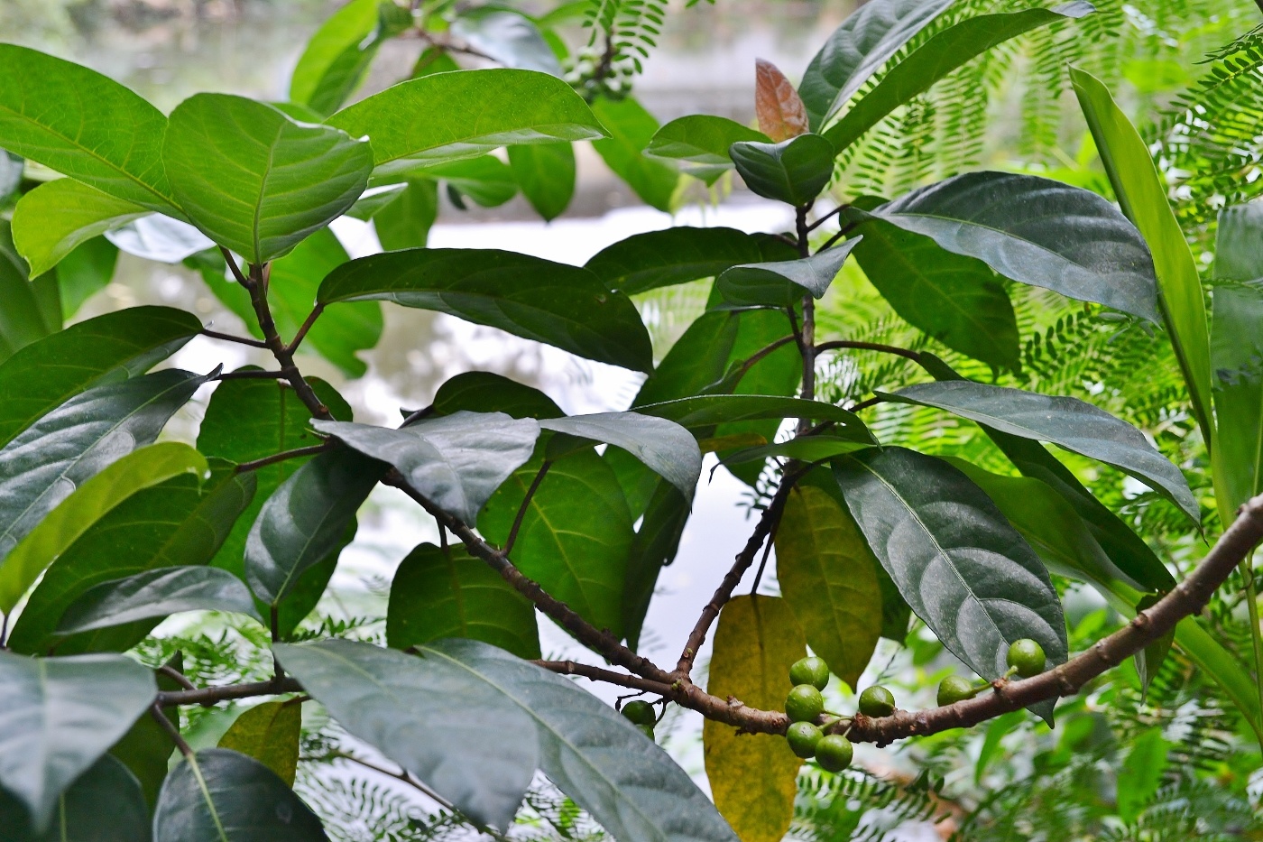 Image of genus Ficus specimen.