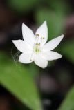 Trientalis europaea. Цветок. Карельский перешеек, окр. Сертолово, в смешанном лесу. 25.05.2019.
