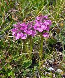 Pedicularis anthemifolia