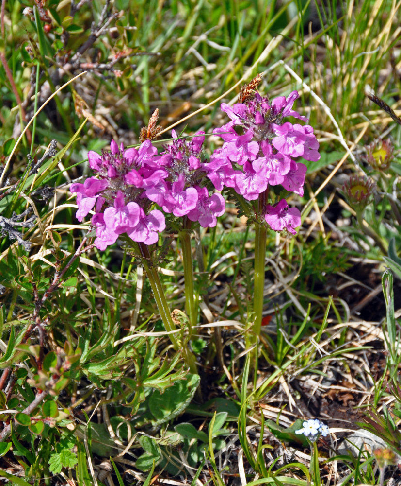 Изображение особи Pedicularis anthemifolia.