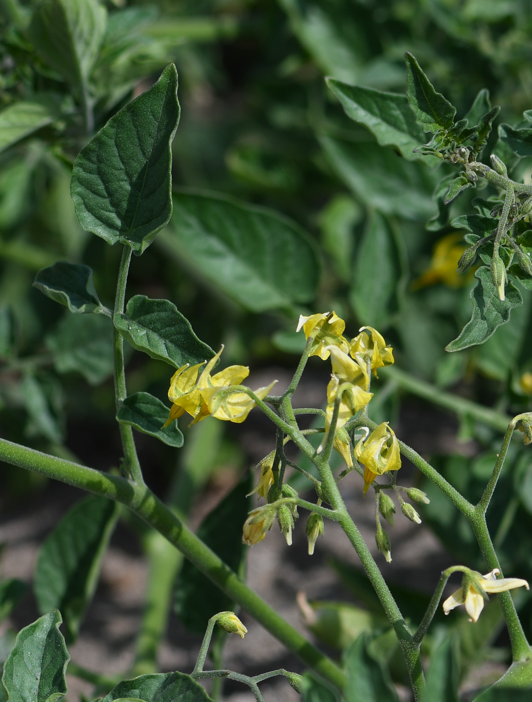 Изображение особи Lycopersicon esculentum ssp. cerasiforme.