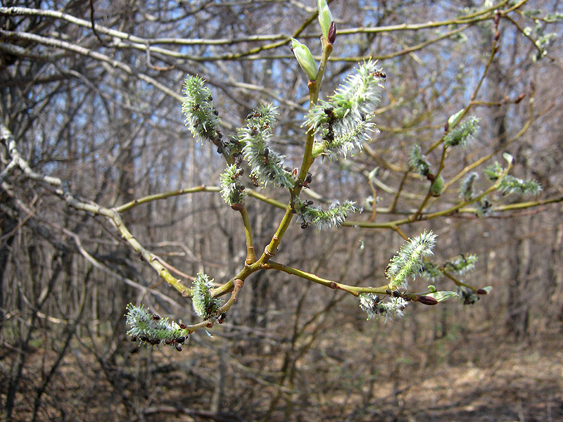 Image of Salix caprea specimen.