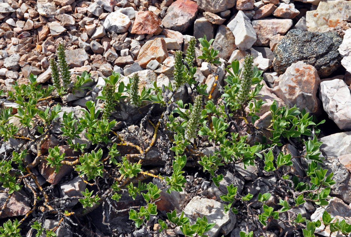 Image of genus Salix specimen.