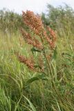 Rumex hydrolapathum. Верхушка плодоносящего растения. Псковская обл., Гдовский р-н, окр. дер. Спицино; побережье Чудского оз., сырой закустаренный осоково-злаковый луг за зарослями тростника. 19.08.2019.