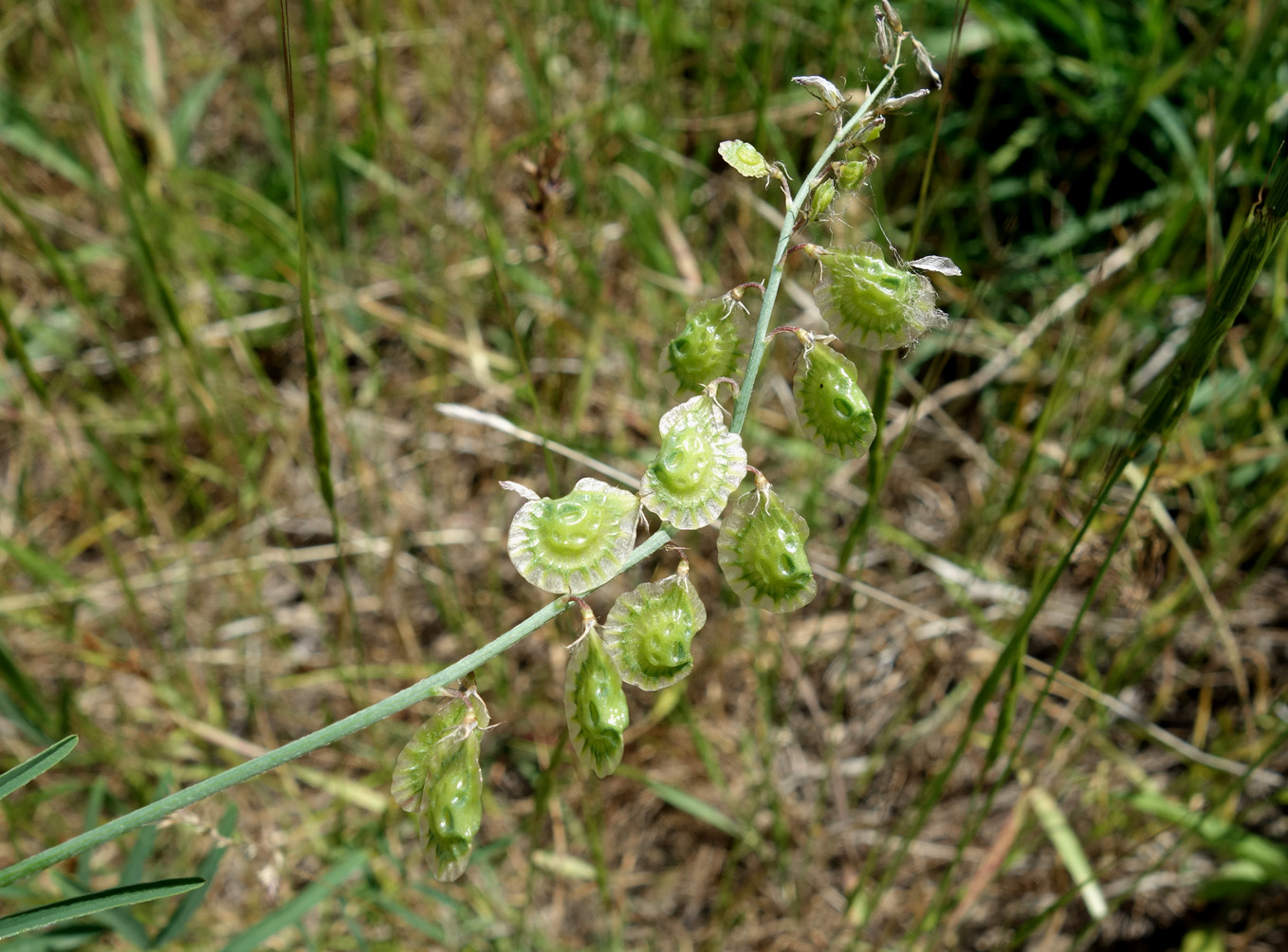 Image of Onobrychis pulchella specimen.