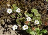 Saxifraga sibirica