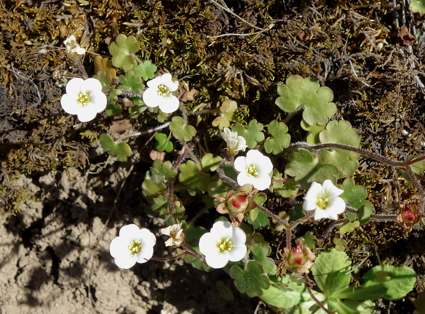 Изображение особи Saxifraga sibirica.